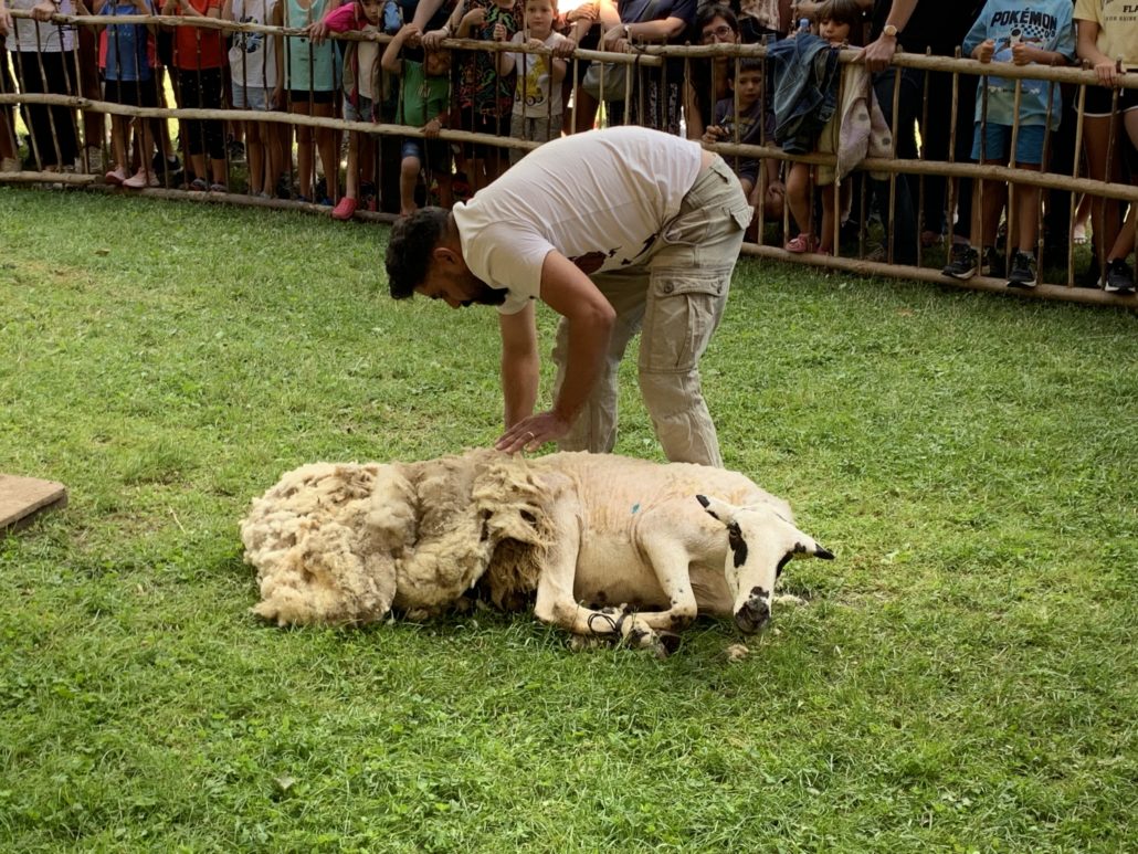 Sort es prepara per a la 32a xollada d’ovelles amb tisora