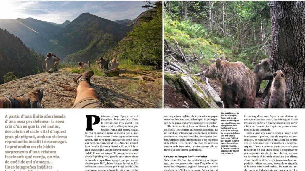 La presència de l’os bru al Pirineu protagonitza un treball monogràfic de ‘Descobrir Catalunya’