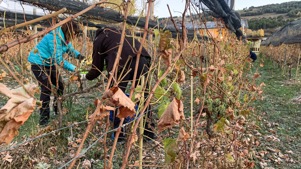 El celler Llivins aconsegueix la seva millor verema, amb més de 3.000 litres