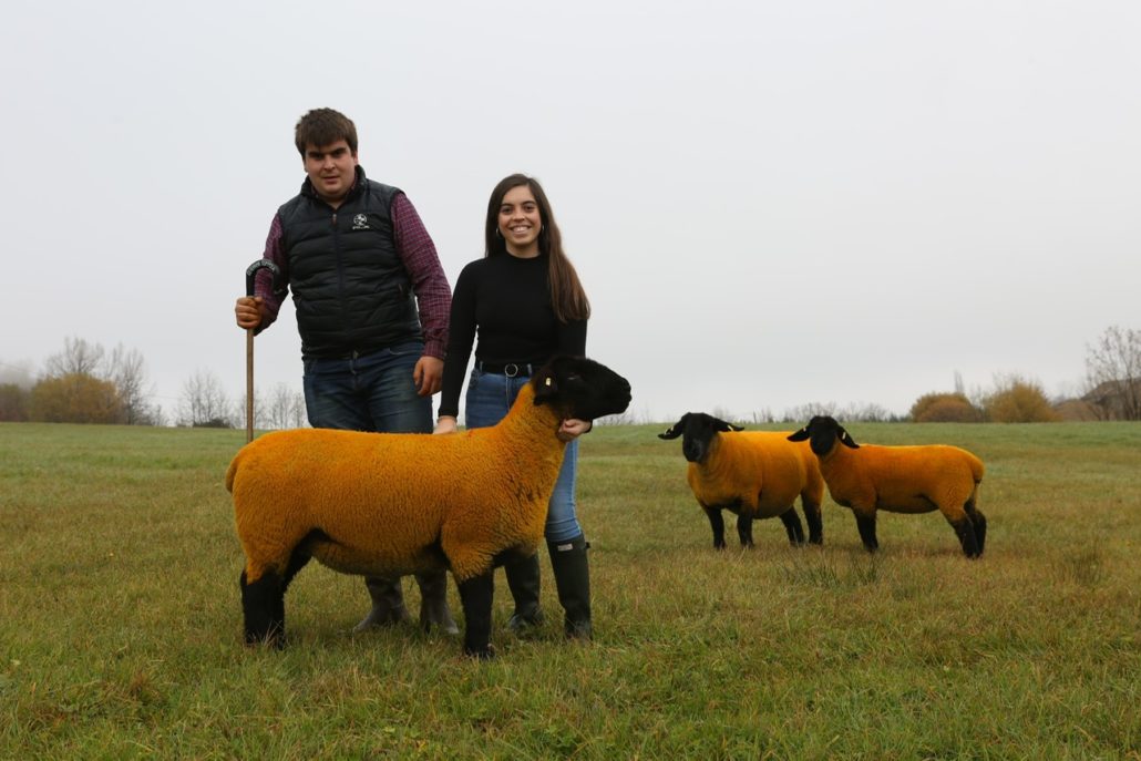 Les ovelles groc-i-negres que van enamorar una parella de Cerdanya