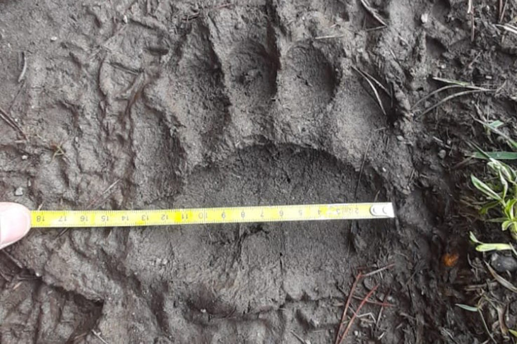 Els Banders d’Andorra constaten la presència d’un os al país