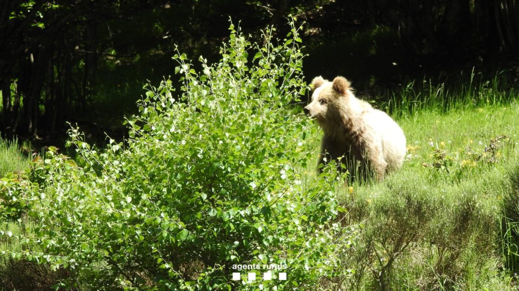 Activen el Protocol d’ossos problemàtics per un exemplar que feia dies que voltava per la Bonaigua