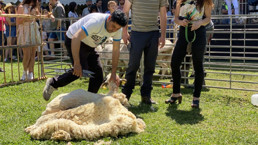 La 32a xollada d’ovelles amb tisora de Sort divulga aquesta tècnica tradicional i l’ofici ramader
