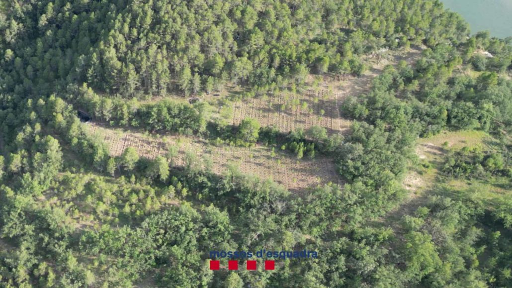 Detenen una persona i desmantellen una macroplantació de marihuana amagada en una zona boscosa de Coll de Nargó