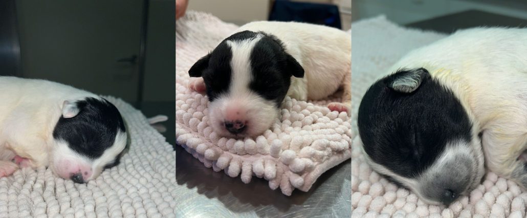 El Refugi d’Animals de Benavarre busca famílies que vulguin adoptar tres cadells abandonats