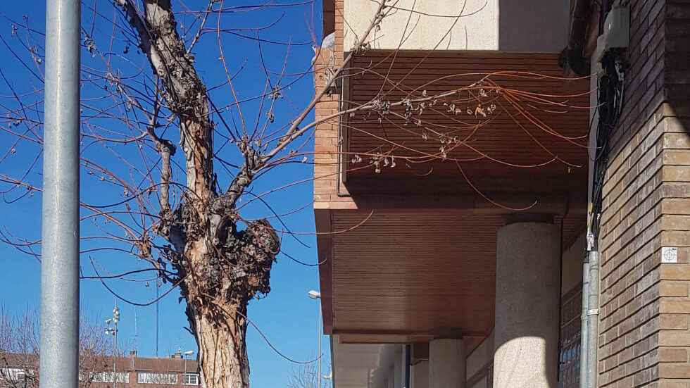 Retirada a Tremp de cinc arbres que dificultaven el pas a la via pública