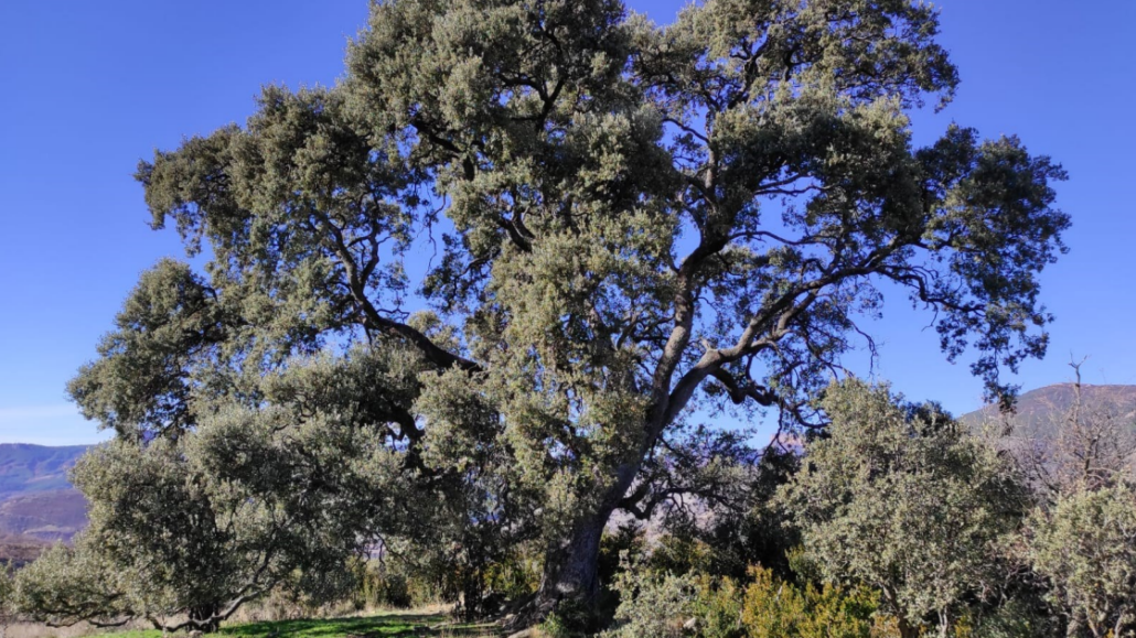 Tremp declara l’Alzina del Consell arbre d’interès local
