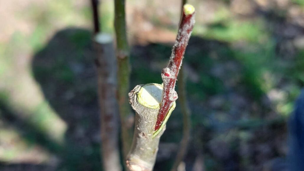 Acció per valorar i conservar les varietats de fruiters ribagorçans