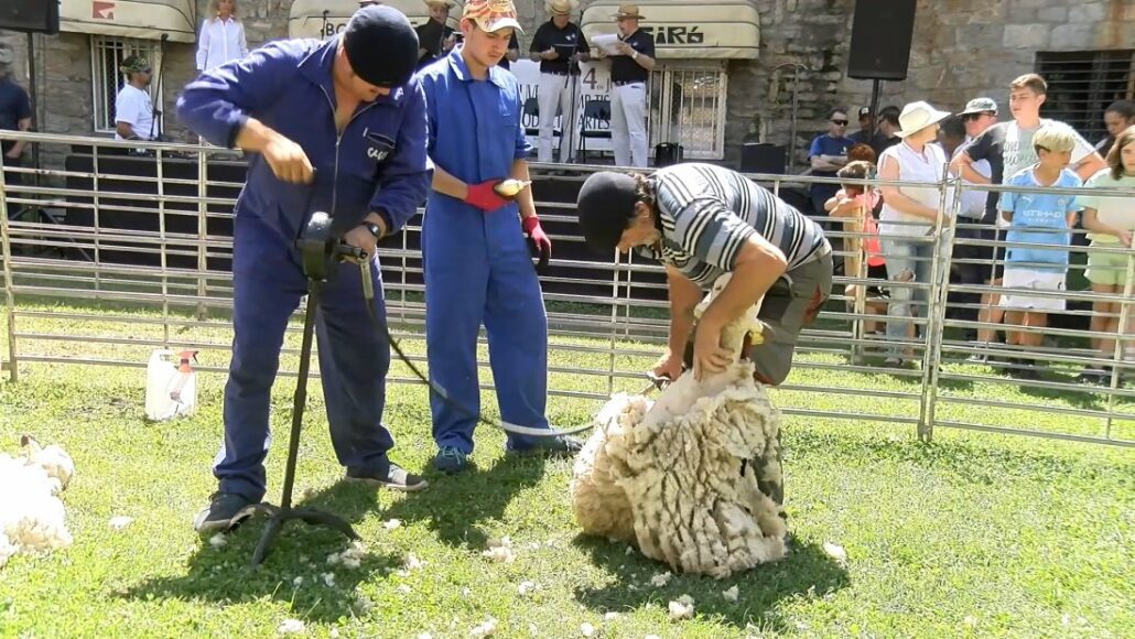 Tot a punt per a la 33a xollada d’ovelles amb tisora a Sort
