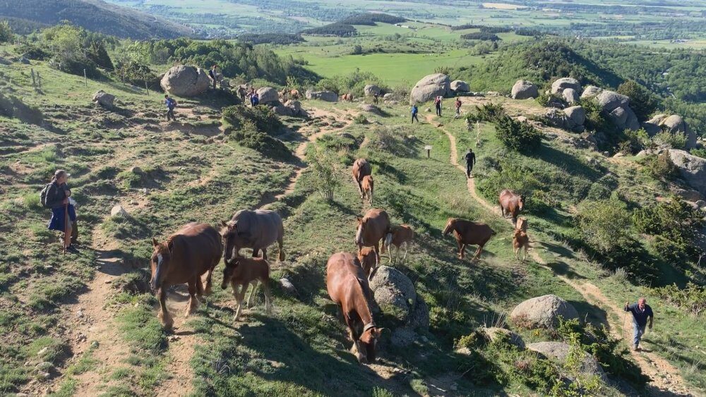 Més de 100 persones participen en la festa de la transhumància de Llívia