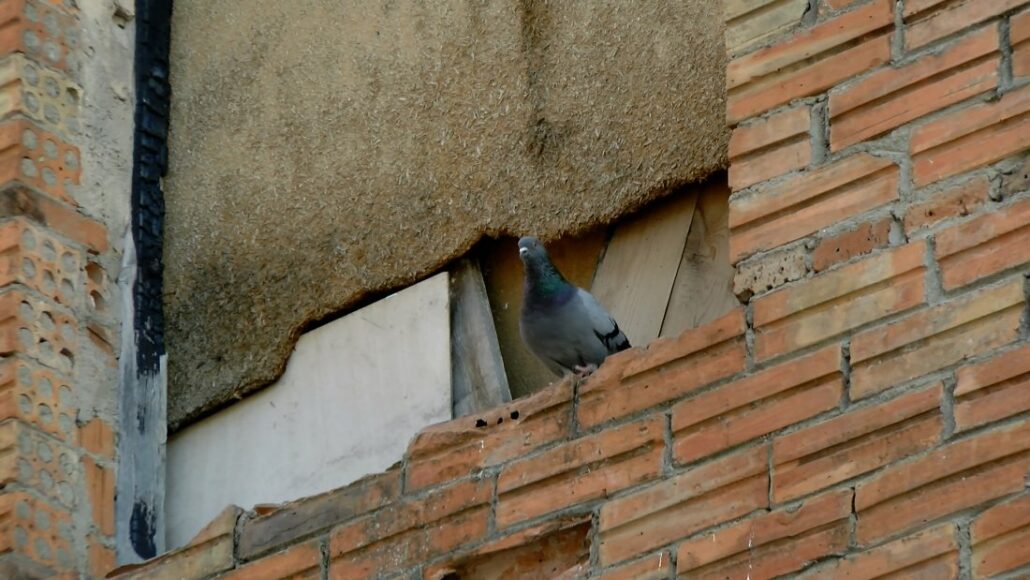 Organyà captura coloms per reduir-ne la sobrepoblació