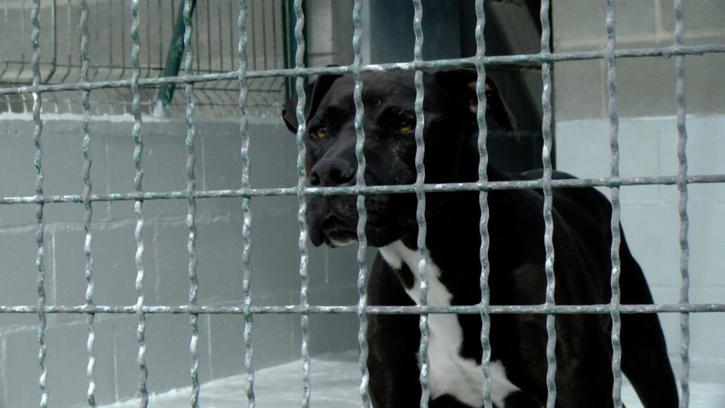 Nou reglament per al refugi d’animals a l’Alt Urgell