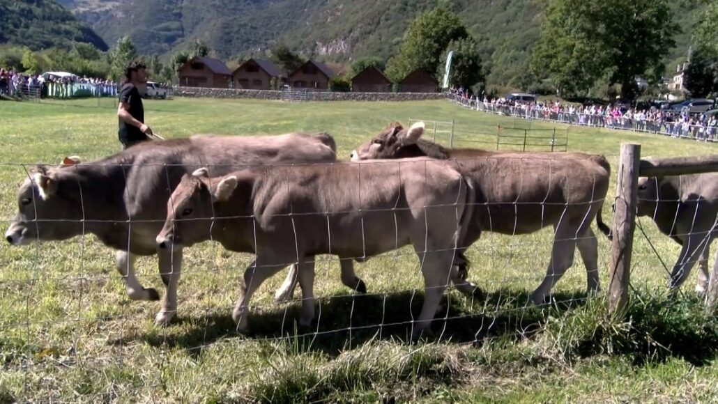 La XXV Fira de Barruera presentarà el 1r concurs de gossos d’atura per a vaques
