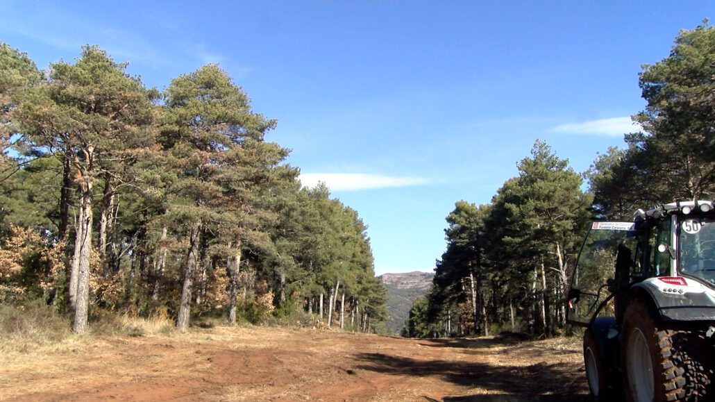 Un fong mata 40 hectàrees del bosc a Salàs de Pallars