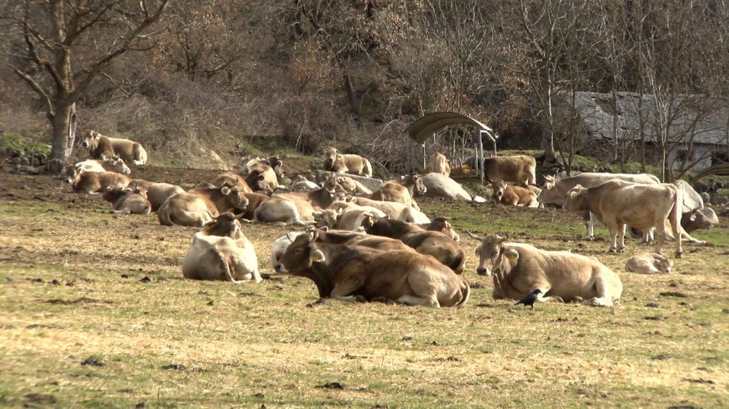 Un total de 72 explotacions ramaderes es beneficien dels ajuts del Parc de l’Alt Pirineu