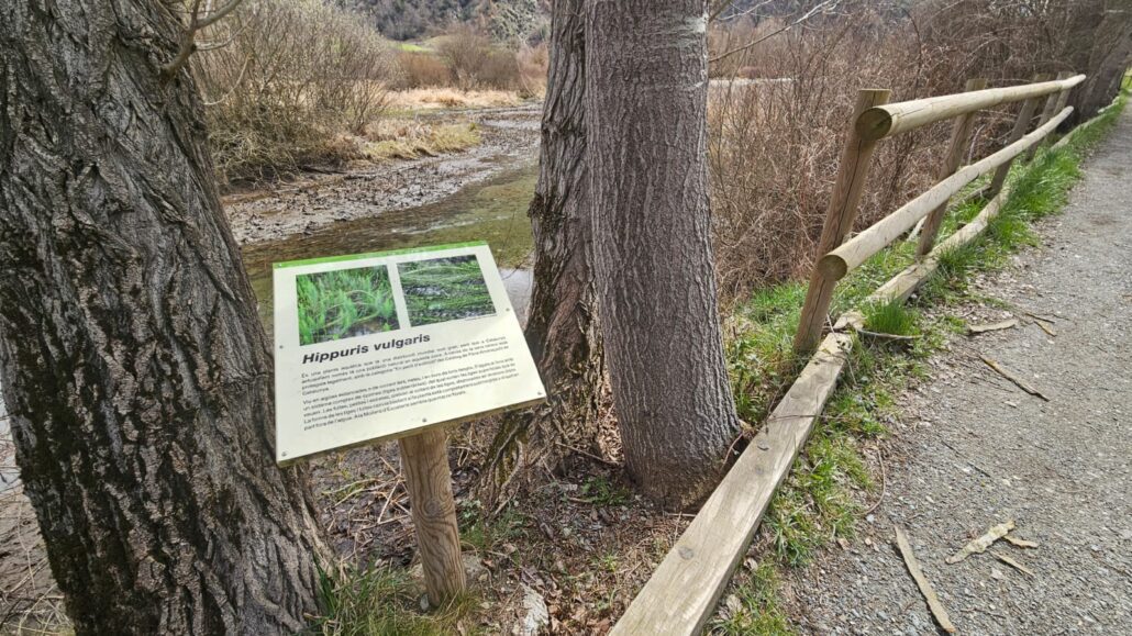 Transició Ecològica restaurarà el Pla de Salito per recuperar una planta aquàtica única al Parc Natural de l’Alt Pirineu