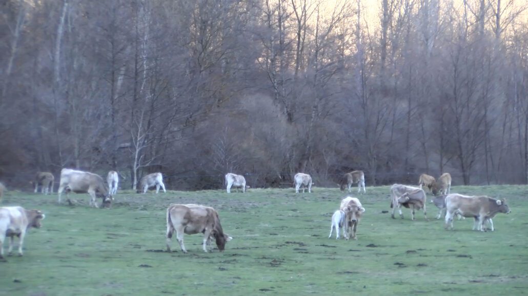 El Parc Natural de l’Alt Pirineu reparteix 200 collars geolocalitzadors per tenir el bestiar controlat