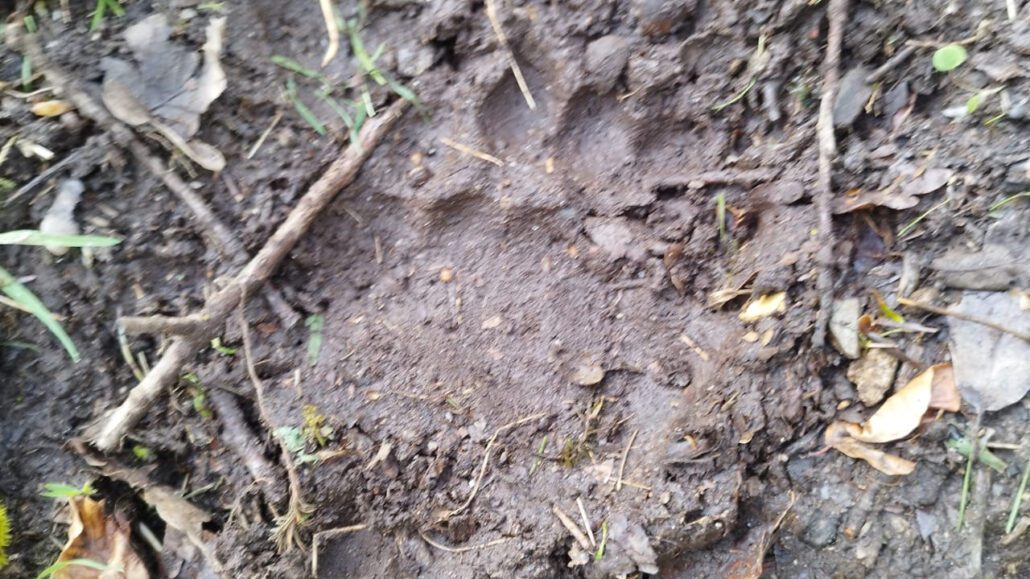 Sis ovelles mortes a la Val d’Aran per l’atac d’un os