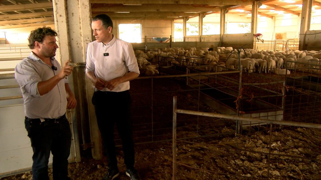 Agricultura presenta el nou Pla per la ramaderia extensiva, amb 33 mesures de millora