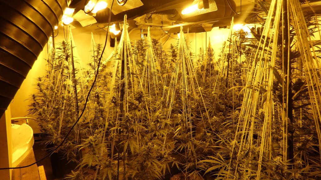 Desmantellada una plantació de marihuana en un antic prostíbul, a l’Alt Urgell Plantació de marihuana