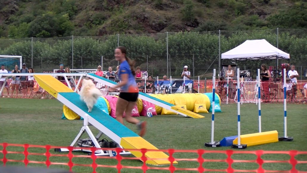 Un gos fent una prova d'agilitat