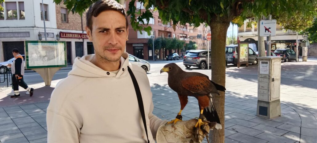Tremp contracta un parell d’àguiles Harris per posar fi a la plaga de coloms
