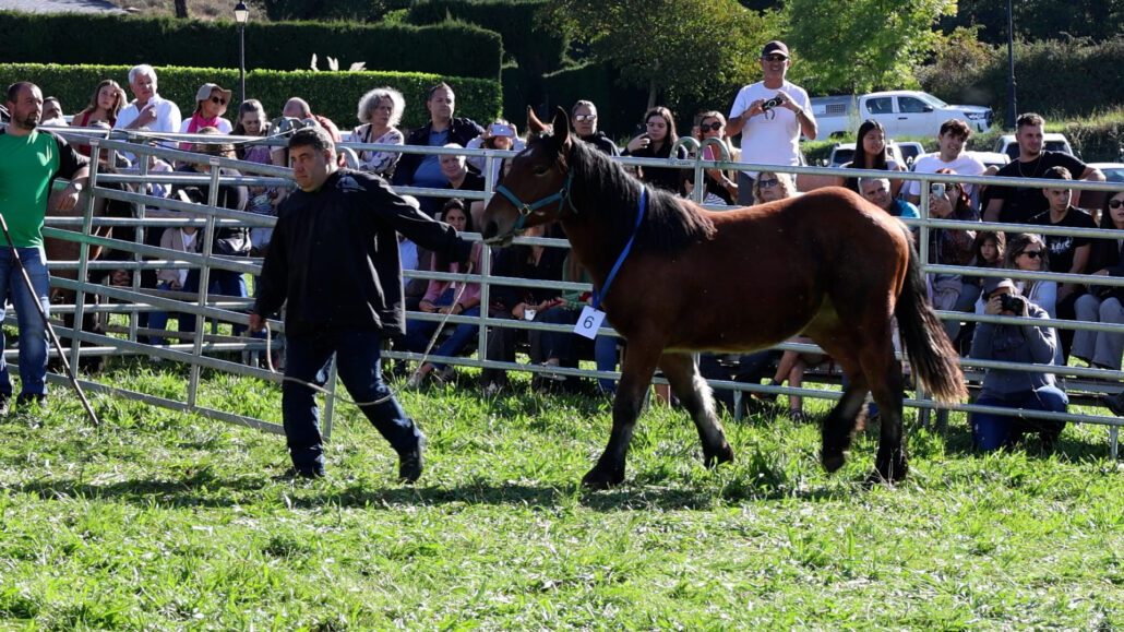 La fira de la Pobleta de Bellveí torna a ser exemple de la tradició ramadera de la Vall Fosca