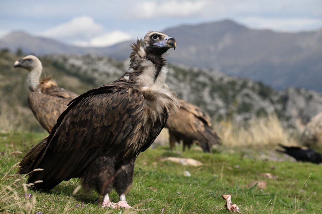 La colònia de voltor negre al Pirineu es consolida amb dotze nous individus el 2025