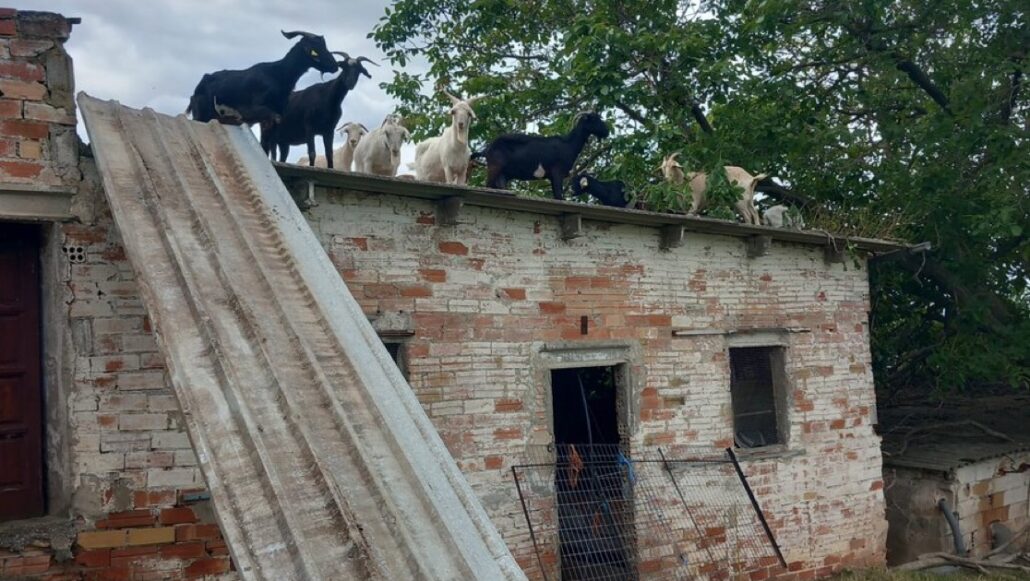 Ferit de gravetat un home a Oliana en caure d’un teulat quan intentava treure’n un ramat de cabres