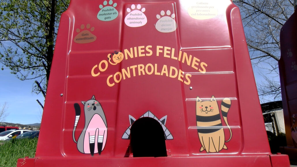 La Seu aprova un pla per gestionar les colònies felines juntament amb les entitats que se’n fan càrrec