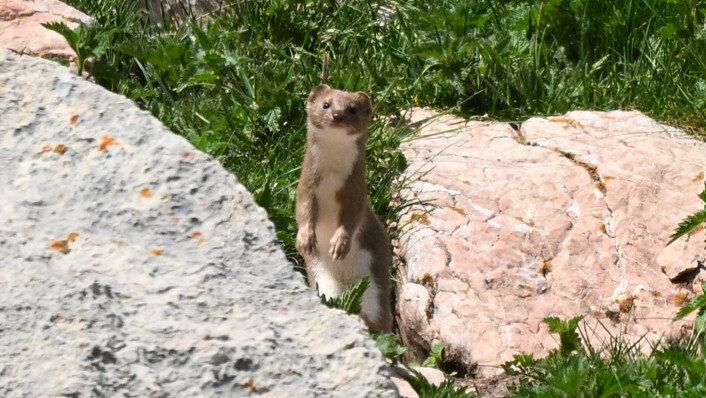 Una càmera de fototrampeig detecta una mostela al Parc Natural del Cadí-Moixeró