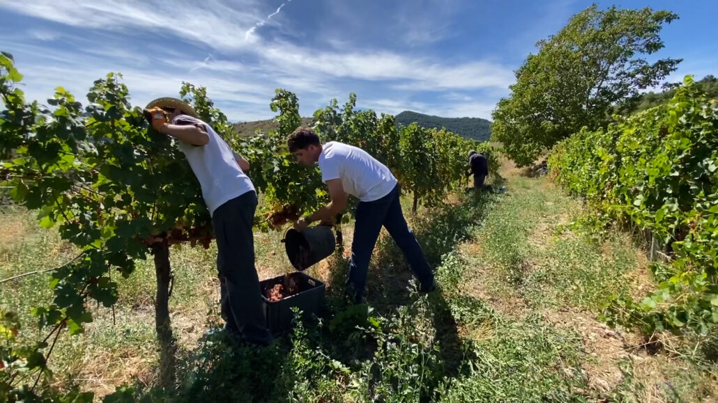 Les altes temperatures de l’estiu fan avançar la verema a les vinyes d’alta muntanya